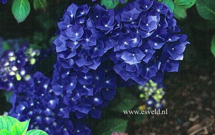 Hydrangea macrophylla 'Enziandom'