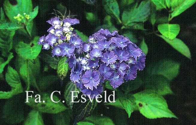 Hydrangea macrophylla 'Lancelot'