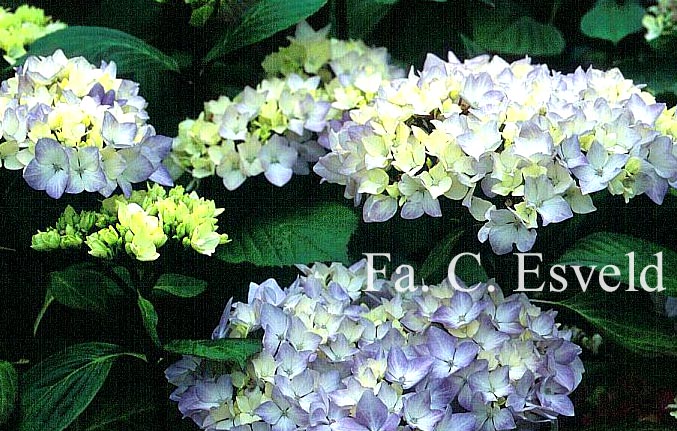 Hydrangea macrophylla 'Nigra'