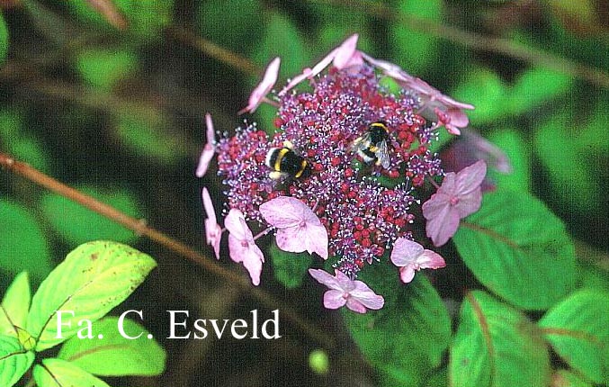 Hydrangea serrata 'Shishiwa'