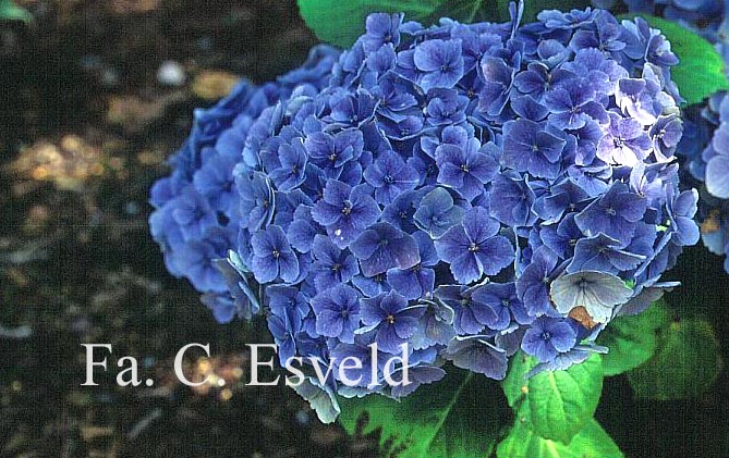 Hydrangea macrophylla 'Homigo' (HOVARIA)