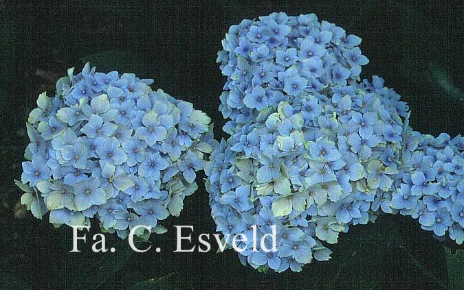 Hydrangea macrophylla 'Hopaline' (HOVARIA)