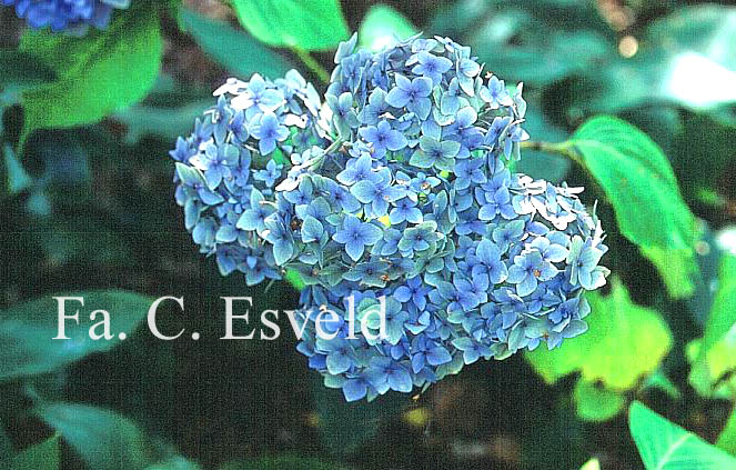 Hydrangea macrophylla 'Mme. Faustin Travouillon'