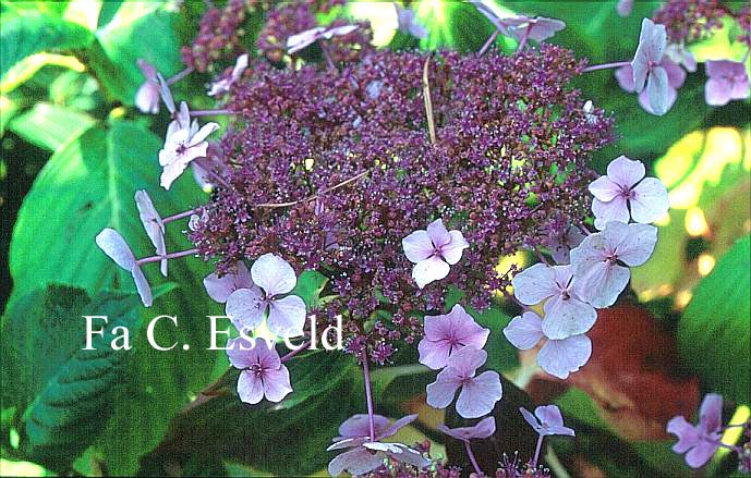 Hydrangea macrophylla 'Rosewarne Lace'