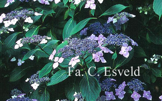 Hydrangea macrophylla 'Mariesii Lilacina'