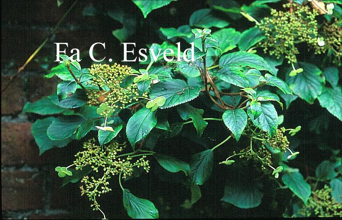 Hydrangea anomala 'Tiliifolia'