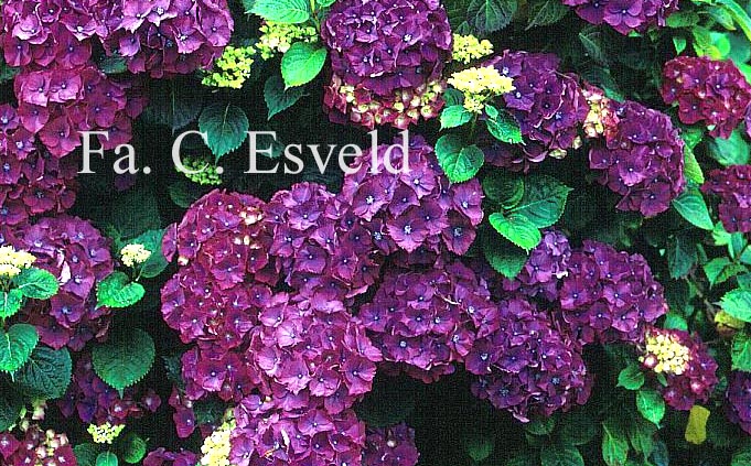 Hydrangea macrophylla 'Heinrich Seidel'