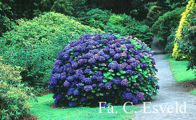 Hydrangea macrophylla 'Queen Elizabeth'