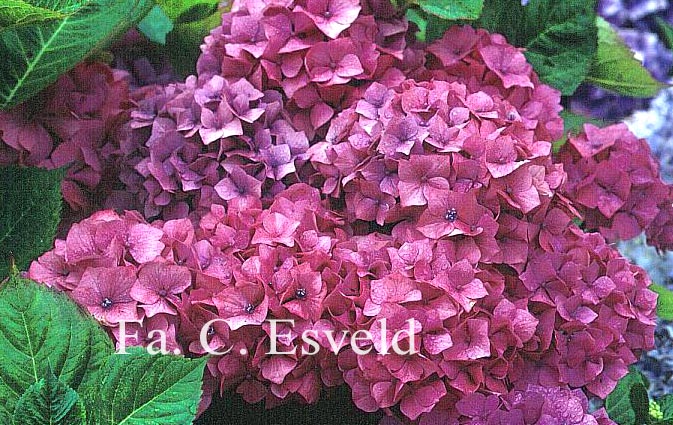 Hydrangea macrophylla 'Gerda Steiniger'