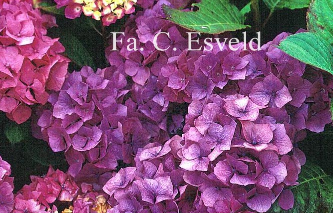 Hydrangea macrophylla 'Gerda Steiniger'