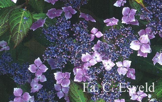 Hydrangea macrophylla 'Juno' (syn. 'Hidcote Pink')