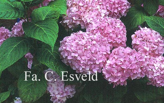 Hydrangea macrophylla 'Admiration'