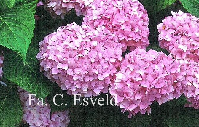 Hydrangea macrophylla 'Admiration'