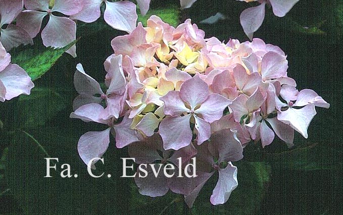 Hydrangea macrophylla 'Beaute Vendomoise'