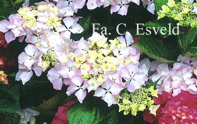 Hydrangea macrophylla 'Beaute Vendomoise'