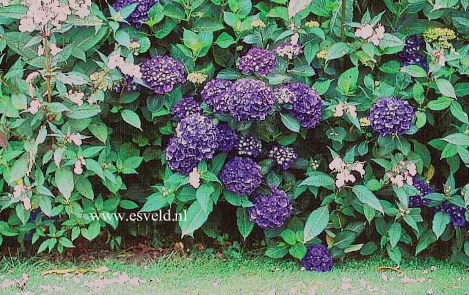 Hydrangea macrophylla 'Enziandom'