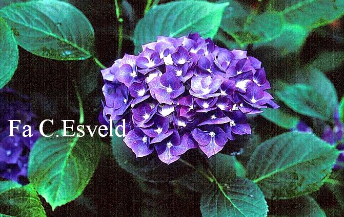 Hydrangea macrophylla 'Enziandom'