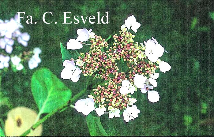 Hydrangea macrophylla 'Rosewarne Lace'