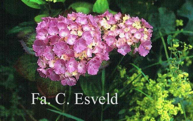 Hydrangea macrophylla 'Setzuka-yae' (syn. 'Domotoi')