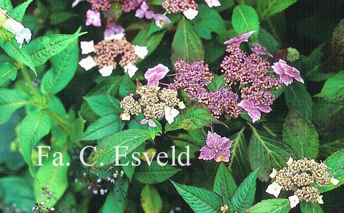 Hydrangea macrophylla 'Juno' (syn. 'Hidcote Pink')