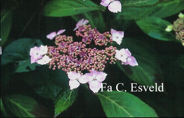 Hydrangea macrophylla 'Juno' (syn. 'Hidcote Pink')