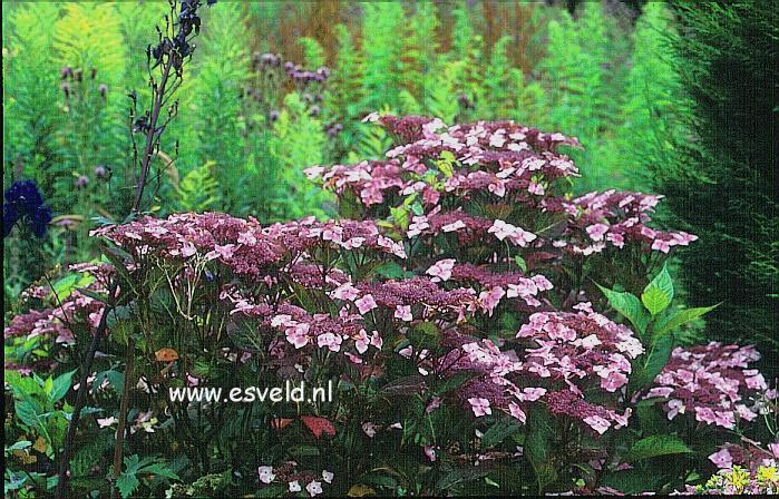 Hydrangea macrophylla 'Juno' (syn. 'Hidcote Pink')