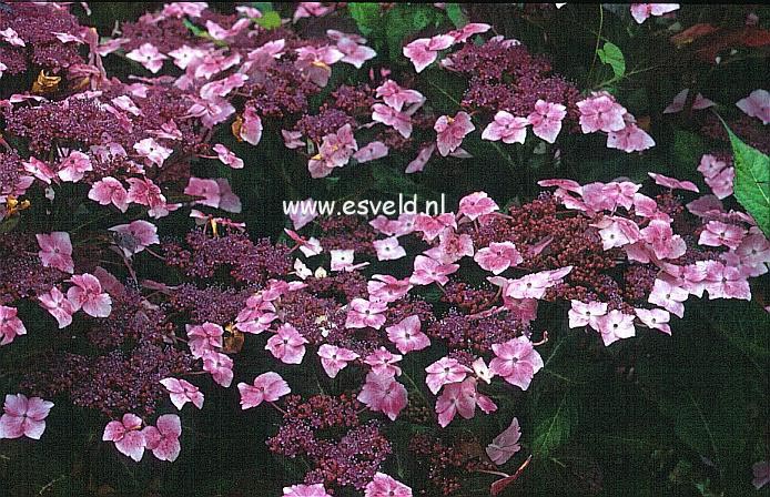 Hydrangea macrophylla 'Juno' (syn. 'Hidcote Pink')