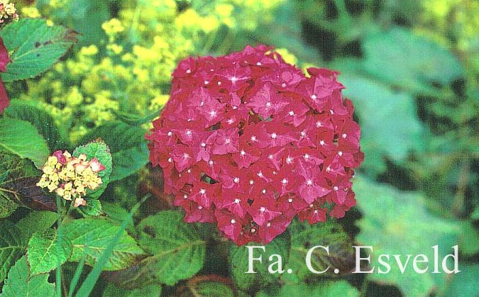 Hydrangea macrophylla 'Miss Belgium'