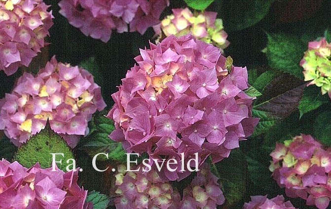 Hydrangea macrophylla 'Goliath'