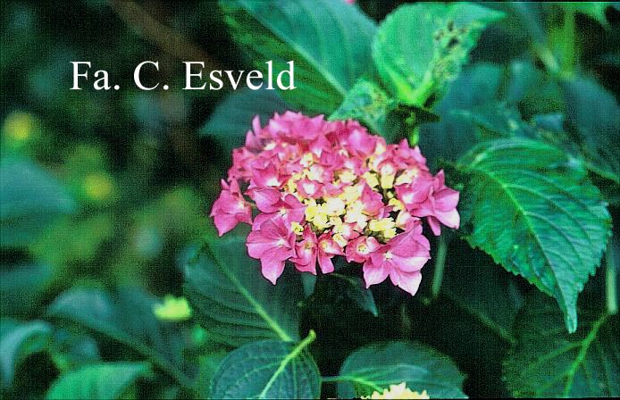 Hydrangea macrophylla 'Pink Dream'