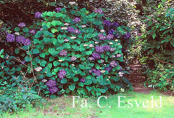 Hydrangea macrophylla 'Queen Elizabeth'