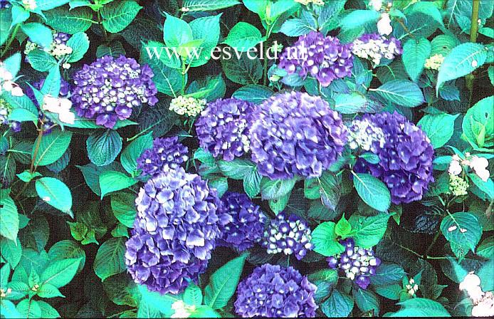 Hydrangea macrophylla 'Enziandom'