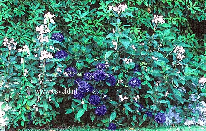 Hydrangea macrophylla 'Enziandom'