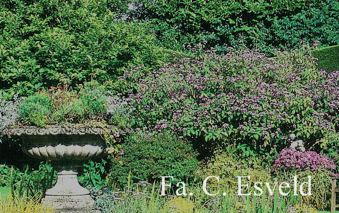 Hydrangea villosa 'Anthony Bullivant'