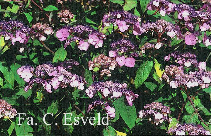 Hydrangea villosa 'Anthony Bullivant'