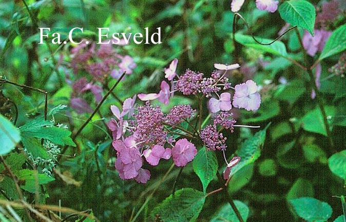 Hydrangea macrophylla 'Klaveren'