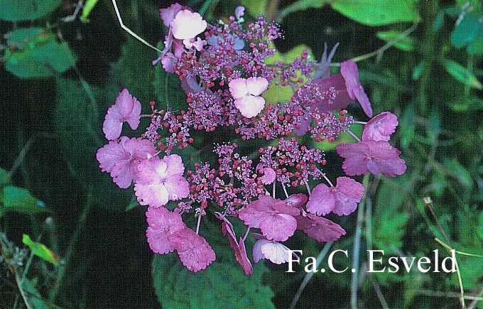 Hydrangea macrophylla 'Klaveren'