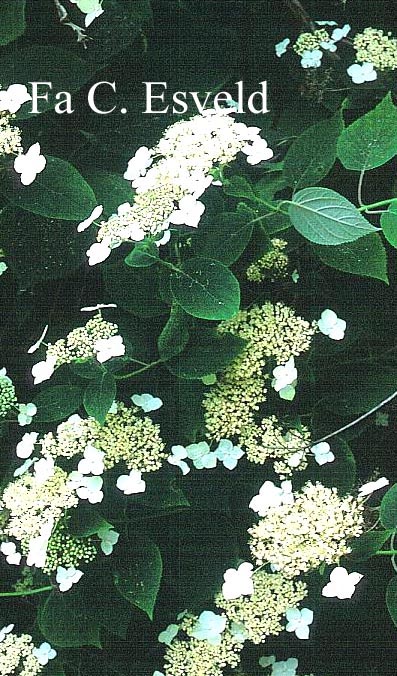 Hydrangea arborescens radiata