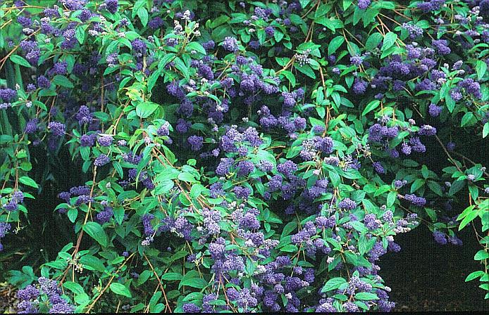 Ceanothus 'Topaze'