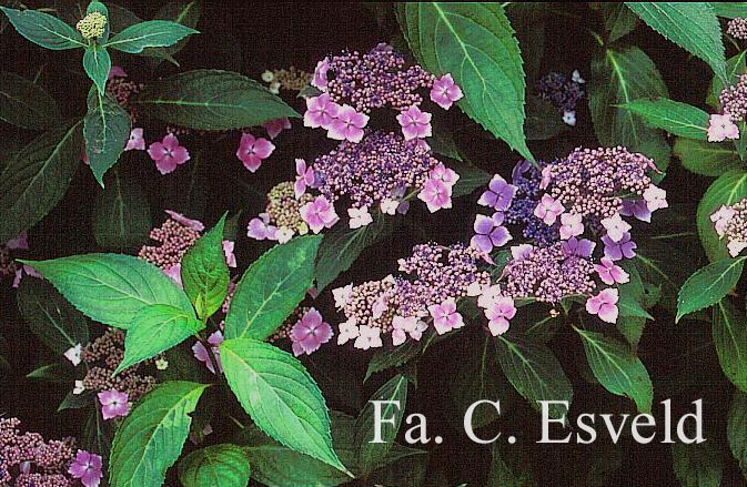 Hydrangea macrophylla 'Mariesii Lilacina'