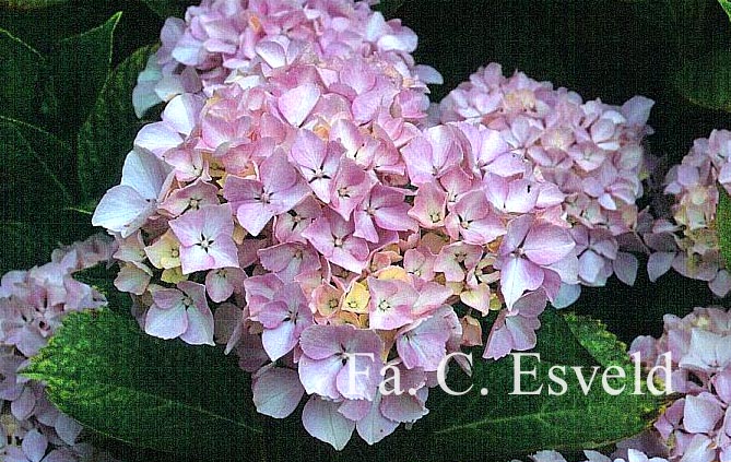 Hydrangea macrophylla 'Otaksa'