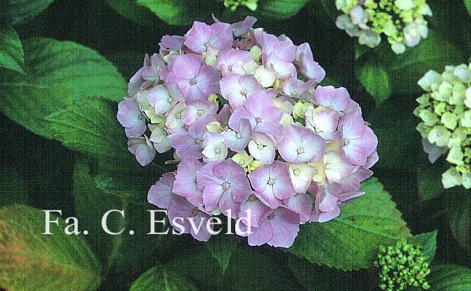 Hydrangea macrophylla 'Seascape'