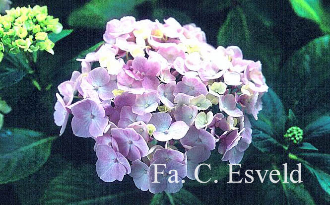 Hydrangea macrophylla 'Seascape'