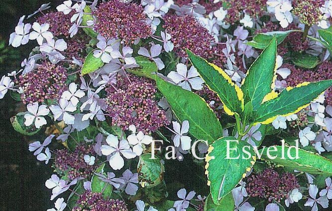 Hydrangea macrophylla 'Quadricolor'