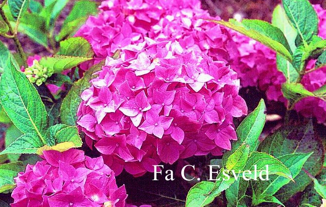 Hydrangea macrophylla 'Lausanne'