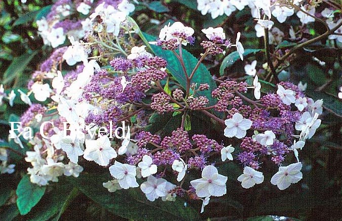 Hydrangea aspera 'Trelissick'