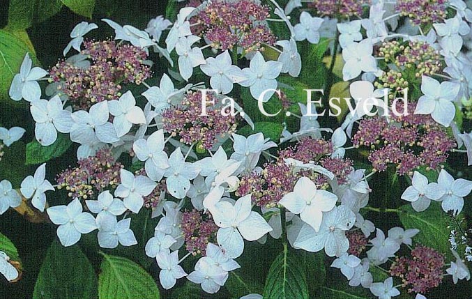 Hydrangea macrophylla 'Lanarth White'