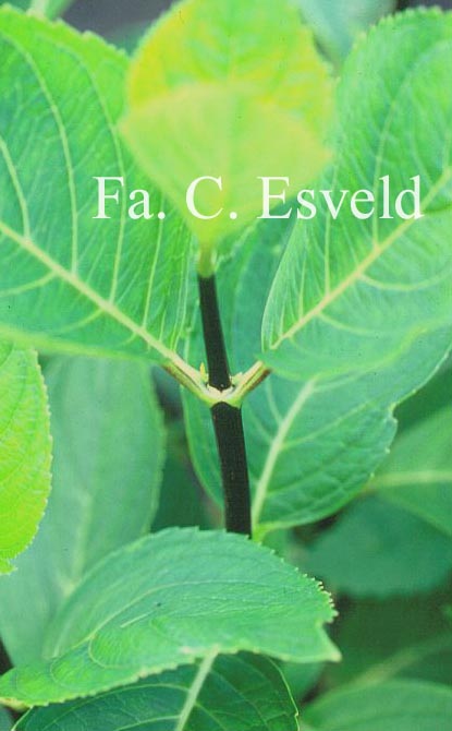 Hydrangea macrophylla 'Nigra'