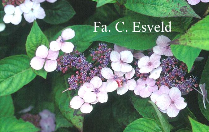 Hydrangea macrophylla 'Curtis Legacy'