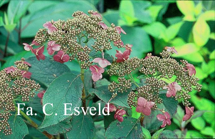 Hydrangea heteromalla 'Gidie'